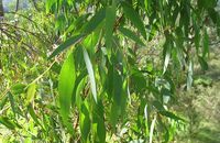 Aromathérapie Eucalyptus radiata  Eucalyptus radiata Sleber