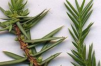 Aromathérapie Genièvre  Juniperus communis L. var. erecta Pursh