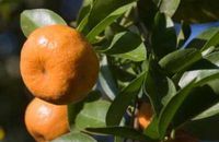 Aromathérapie Mandarine rouge  Citrus reticulata Blanco