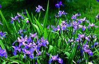 Homéopathie Iris versicolor