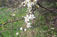 Homéopathie Prunus spinosa