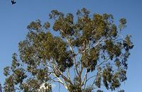 Aromathérapie Eucalyptus citronné  Eucalyptus citriodora Hook