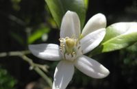 Aromathérapie Néroli bigaradier  Citrus aurantium ssp amara Engl.