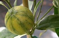 Aromathérapie Petit grain bigaradier  Citrus aurantium 