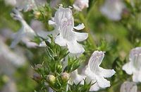 Aromathérapie Sarriette vivace  Satureja montana