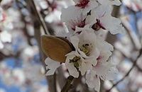 Aromathérapie Amande douce  Prunus amygdalus var. dulcis M.