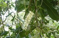 Aromathérapie Macadamia  Macadamia integrifolia