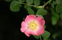 Aromathérapie Rose musquée  Rosa rubiginosa