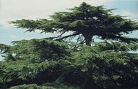 Aromathérapie Cèdre de Virginie  Juniperus virginiana