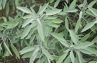 Phytothérapie Sauge Salvia lavandulifolia