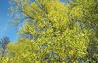Phytothérapie Saule blanc Salix alba
