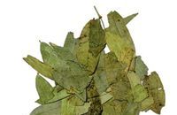 Phytothérapie Séné Cassia angustifolia