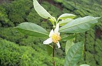 Phytothérapie Thé vierge Camellia sinensis