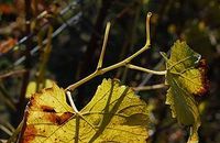 Phytothérapie Vigne rouge Vitis vinifera (V)