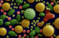 Phytothérapie Pollen synergisé Pollen