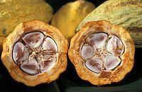Phytothérapie Fèves de cacao Theobroma cacao