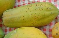 Phytothérapie Papaye Carica papaya