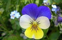Phytothérapie Pensée sauvage Viola tricolor