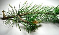 Phytothérapie Pin Pinus sylvestris