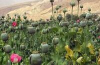 Homéopathie Opium