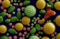 Homéopathie Pollens