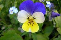 Homéopathie Viola tricolor
