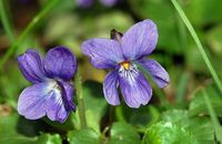 Homéopathie Viola odorata